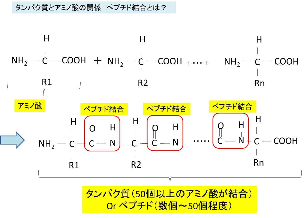 アミノ酸とは アルミの酸と鏡像異性体 光学異性体 D体l体とは アミノ酸とタンパク質の関係 ペプチド結合とは